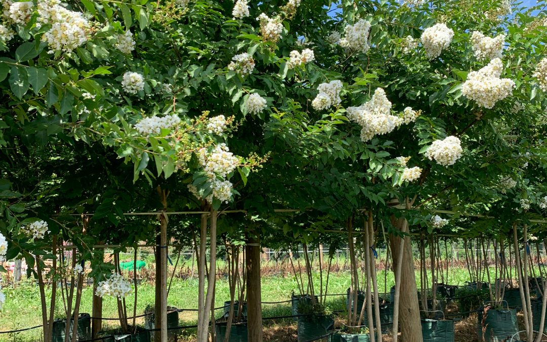 Check Out These Crape Myrtles!
